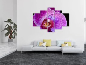 Részletes kép az orchidea virágról (150x105 cm)