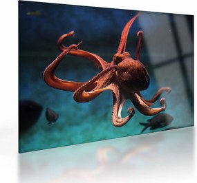 Üveg kép - Octopus (70x50 cm)