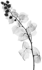 Művészeti fotózás Blackberry plant, X-ray, NICK VEASEY/SCIENCE PHOTO LIBRARY, (26.7 x 40 cm)
