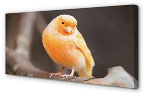 Canvas képek ág papagáj 100x50 cm