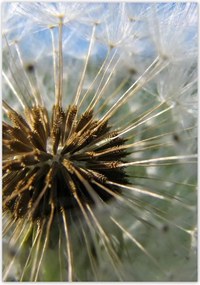 Poszterek 70x100 Pitypang Virág Virágok