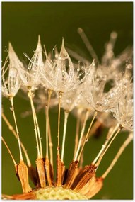 Poszterek 80x120 Pitypang pitypang