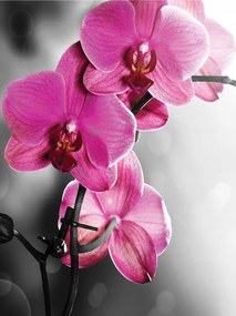 Flizelin fotótapéta Rózsaszín Orchidea Makro Virágok Elegancia 206x275 +ragasztó
