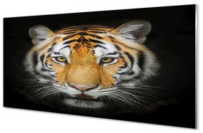 Akrilkép Tigris 100x50 cm 2 fogas