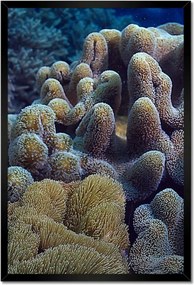 Poszterek keretben 40x60 Sárga korallzátony