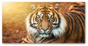 Akrilkép Bengáli tigris oah-116603957