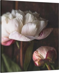 Vászonkép Fehér Virág Természet Vintage Retro 80x100