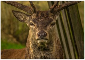 Poszterek 100x70 Szarvas tekintet