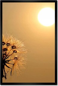 Poszterek keretben 40x60 Pitypang Virág Virágok