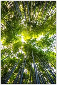 Poszterek 60x90 Bambusz trópusi erdő