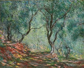 Monet, Claude - Festmény reprodukció Olive Trees in the Moreno Garden; Bois d'oliviers au jardin Moreno, (40 x 35 cm)