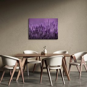 Kép - Levendula (70x50 cm)