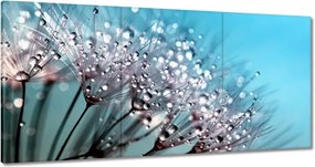 Vászonkép 180x90 Harmatcseppek Pitypang