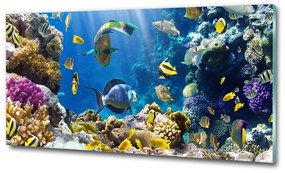 Üvegkép Korallzátony osh-36026012