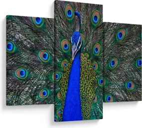 Kép - Páva (90x60 cm)