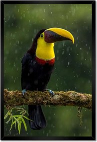 Poszterek keretben 40x60 Madarak