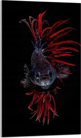 Üveg Vágódeszka 30x52 Hal a Konyhába