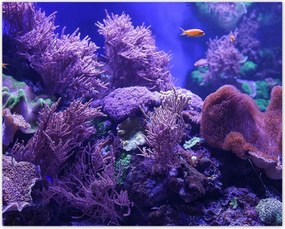 Poszterek 50x40 Víz alatti tengeri világ