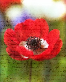 Poszter 40x50cm Színes anemon virágok a kertben, Assaf Frank