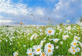 Fotótapéta Dekoratív Fali Tapéta Képekkel Nyári rét 152x104