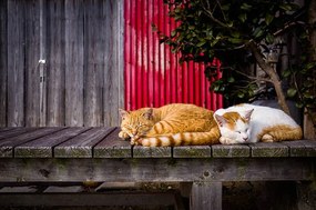 Művészeti fotózás Cats sleeping on the bench, Marser, (40 x 26.7 cm)