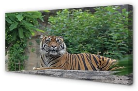 Canvas képek tiger woods 140x70 cm