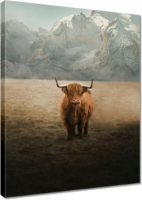 Vászonkép 30x40 Skót tehén szarvasmarha
