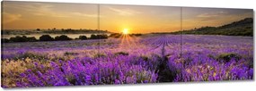 Vászonkép 150x50 Levendula tájkép Nap