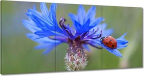 Vászonkép 180x90 Haber katicabogárral