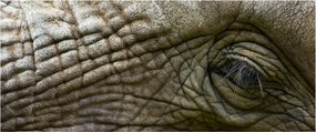 Kép - Közelkép az öreg elefánt szeméről (120x50 cm)
