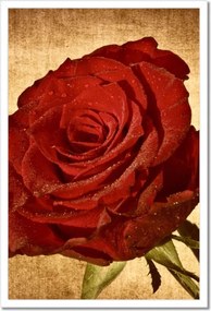 Poszterek keretben 40x60 Rózsa szépia háttérrel