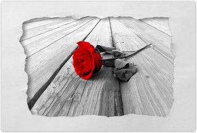 Poszterek 90x60 Vörös rózsa a fán