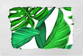 Poszterek 120x80 Zamatos Monstera Trópusok