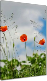 Vászonkép 80x120 Vörös mezei pipacs