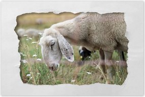 Poszterek 90x60 BĂĄrĂĄny a legelĆn