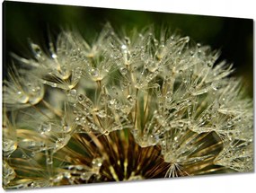 Vászonkép 120x80 Pitypang Virág Virágok