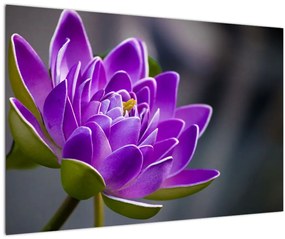 A virág képe (90x60 cm)