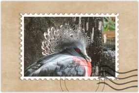 Poszterek 60x40 Színes madár