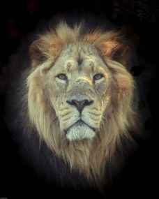 Poszter 40x50cm Oroszlánfej, Assaf Frank