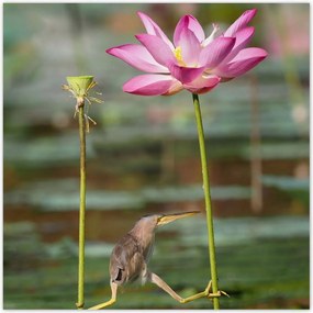 Poszterek 140x140 Kalapos madár Tájkép Kilátás