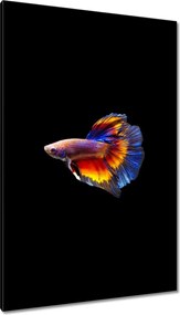 Vászonkép 80x120 Harci halak fekete háttér