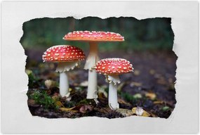 Poszterek 90x60 Makrofotó MacroFoto