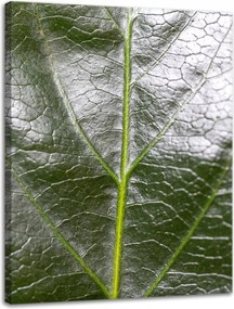 Botanika Vászonkép Zöld levél 30x40 cm
