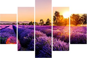 Levandula mező képe (150x105 cm)