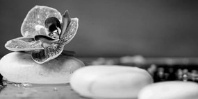 Kép Zen kövek és orchidea fekete fehérben