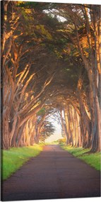 Vászonkép Út a fák között Természet 60x120 cm