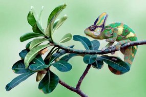 Fotográfia Veiled chameleon sitting on a branch, Indonesia, anisah_priyadi