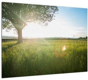 Egy fa képe a mezőn (üvegen) (70x50 cm)