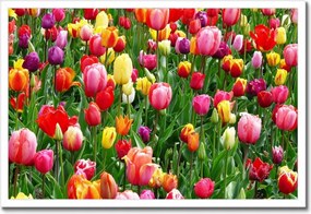 Poszterek keretben 60x40 Színes tulipánok a réten