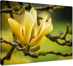 Vászonkép 50x40 Virágok